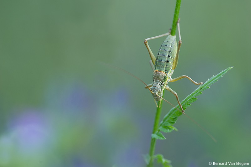 bernard suits the grasshopper