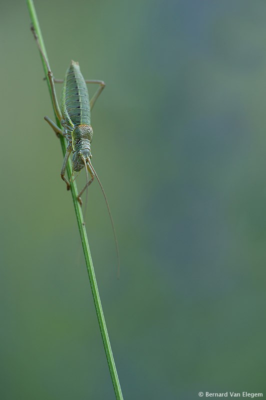 The Grasshopper by Bernard Suits