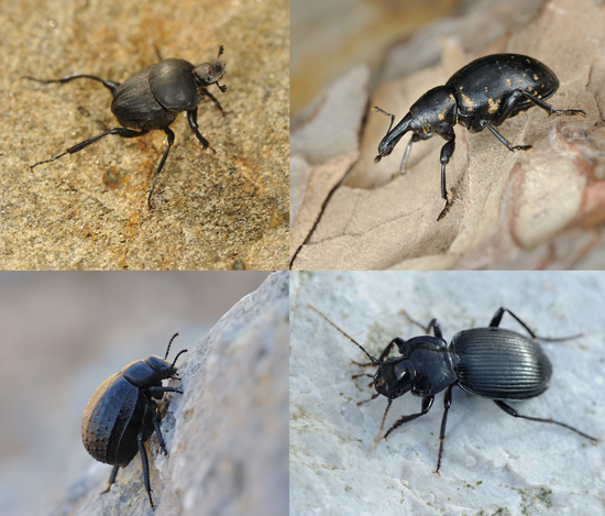 Weird Science: An Inordinate Fondness for Beetles