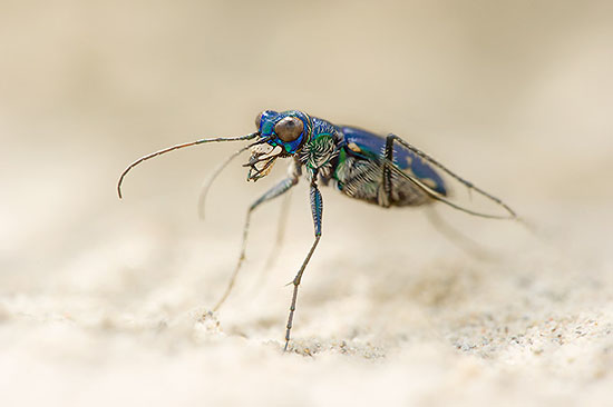 Rendezvous of Emerald Tiger Beetles, A pair of mating emera…